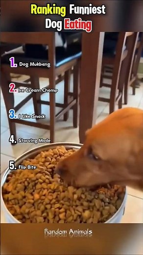 Ranking Funniest Dog Eating