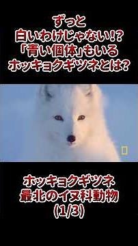 They're not always white!? What are Arctic foxes, including those with blue coloration?
