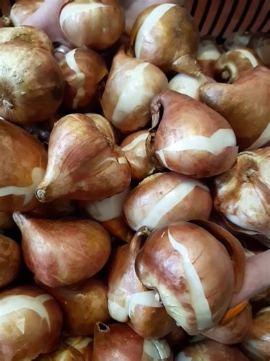 15K views · 163 reactions | Bulbi FOARTE MARI de lalele Deep Purple Rock (mov), circumf. 12+ cm Disponibile și peste 100 alte soiuri de lalele: planteo.ro/bulbi-lalele Incepând din anul 2012 livrăm bulbi de calitate, care înfloresc exact ca în poze (nu punem altceva) Telefon 0721.416.083 Vă mulțumim! | planteo.ro | Facebook