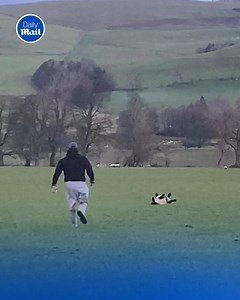 80K views · 1.8K reactions | This man just became the sheep's hero! | Daily Mail Video | Facebook