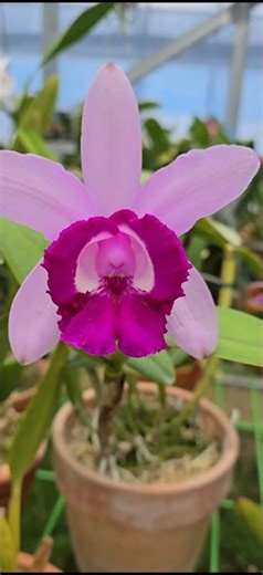 #Cattleya intermedia var. orlata 'Rio' #카틀레야,인터메디아 오라타 리오 #2026년 2월 28일
