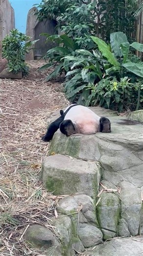 Sleepy Panda 🐼😍Back View in Singapore 🇸🇬 寝ているパンダの後ろ姿🐼😊｜シンガポール￼