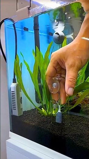 “Best Bubble Filter Setup 🫧🐠 | Crystal Clear Water Guaranteed!”#shorts