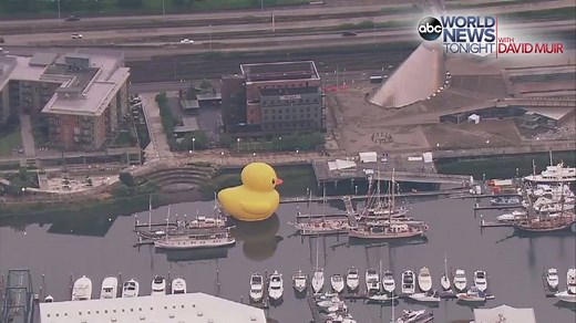 BIG QUACK: A giant rubber duck is sitting big in Tacoma, Washington. The duck, named as the world's largest, floated into Thea Foss Waterway as part of the Festival of Sail Tacoma. A four-day maritime festival with the largest tall ships event in the Seattle region featuring the duck and more than 20 sailing ships on the Tacoma waterfront: http://abcn.ws/19viSgp | ABC World News Tonight with David Muir