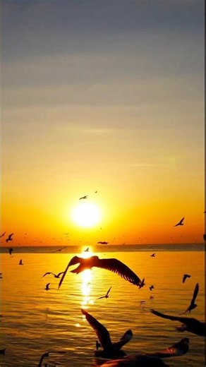Sea gull flying into sunset shorts video#seagulls#viral#youtubeshorts