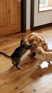 10K views · 212 reactions | When the tiny apprentice gets swatted, the master arrives.  The look on this cat's face when mom walks in is priceless! 卵 ➡️  (For entertainment purposes only. Generated using Celonduin AI) | The Animal Table | Facebook