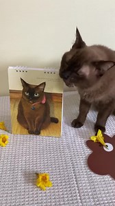 Cat Positive Quotes Calendar 2026 – Illustrated Cute Monthly Desk Calendar – Self Care Gift for Cat Lovers - Etsy