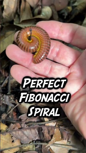 Fibonacci Millipede