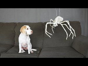 Dog Surprised w/5 Different Skeletons for Halloween! Funny Dog Maymo