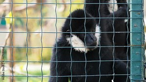 White cheeked gibbons are eating food in a cage