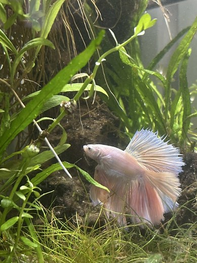 rescaping my bettas tank ! 🌷 🌱 i was getting bored of my current scape so cupid probably was too ! 🌿 #bettafish #fishtank #aquarium #fishkeeping #betta