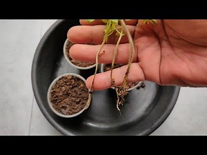 Bakit Namamatay Ang Seedlings - Damping Off Prevention.