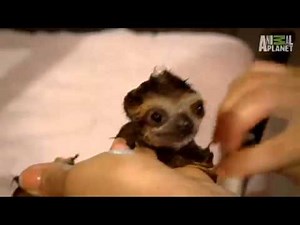 baby sloth bath cute squeak