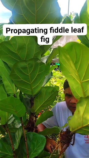 6.8K views · 115 reactions | Propagating fiddle leaf fig #propagatingfiddleleaffig #plantsmakepeoplehappy #gardeners | Freddie Seron | Facebook