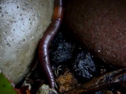 Der Regenwurm