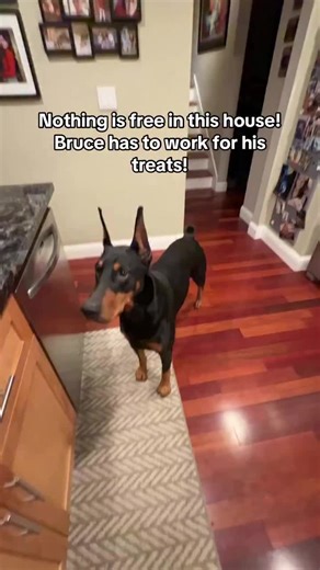 Bruce loves his @bowwowlabs buddy and bully sticks! But he has to finish his dinner and a wee bit of item recognition and training before he gets it. Nothing is free here lol. #bruceofrubydoobydo #brucethedoberman #doberman #dobermann #rubydooby_do