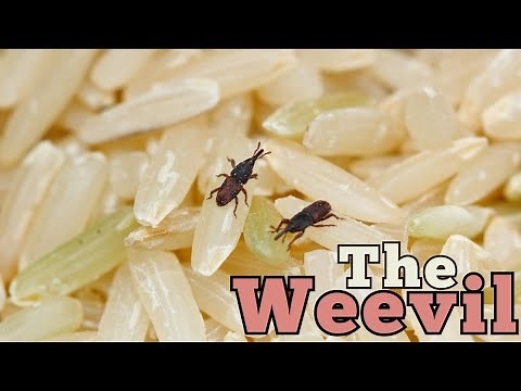 The Tiny Crop Destroyers: How Weevils Infest Stored Grains