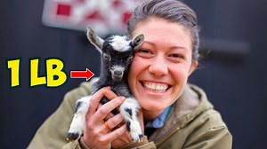 The Story of Milk Dud, the World's Smallest Goat 🥹🩵 | Anne of All Trades