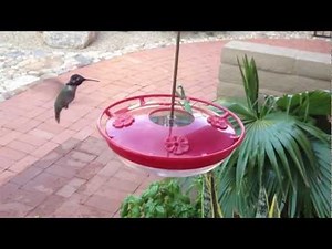 Praying Mantis captures bee while hummingbirds watch. Tucson AZ