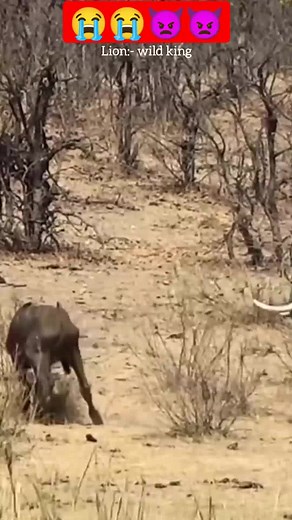 5.4M views · 10K reactions | Elephant attack on buffalo.  #reels | Kleva Technology | Facebook