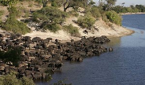 Chobe National Park | Bush Ways Safaris | Botswana