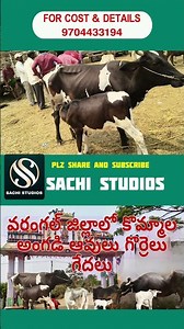 Animal Husbandry in Village|Sachistudios|