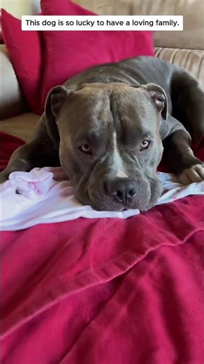 Happy dog #dog #happyfamily #pets #lovestory #bestfriend #animals #wildliferescue #love