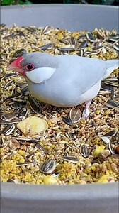 Silver Java Sparrow | Padda Bird | Java Finch | Aviary Birds