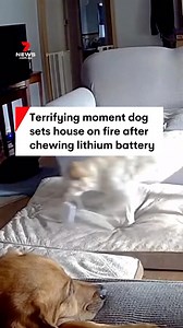 Vision has been released of the moment a dog chews through a lithium-ion battery causing it to explode and set the house on fire. The Tulsa fire department was able to extinguish the blaze and safely evacuate all pets and family members from the home. #housefire #dogs #battery #lithiumbattery #7NEWS | 7NEWS Australia