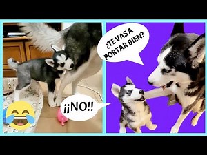 🤣 Vídeos de risa de perros hablando 🤣Momentos más divertidos de Max the husky y cachorro Bombón