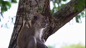 Close up shot of a wild crab-eating macaque or long tailed macaque, macaca fascicularis perched on tree, feeding and chewing the food in lowland forest environment.