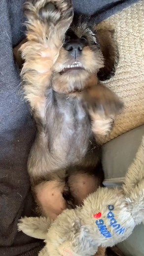 Baby Stan 🥹 . . . . . . #doglover #doglove #doglovers #love #doglife #dogoftheday #puppylife #dogslife #dachshund #weeklyfluff #dailyfluff #dogsofinstagram #dog #puppy #puppylove #dachshundpuppy #doggo #dogs #dogstagram #instadog #puppies #puppiesofinstagram #wirehaireddachshund #rauhaardackel #teckel #Schnauzer #weratedogs | Stan the hot dawg