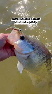 SLAB JUICE - 2” Original Baby Shad in NEW color Slab Juice (436) | Bobby Garland Crappie Baits