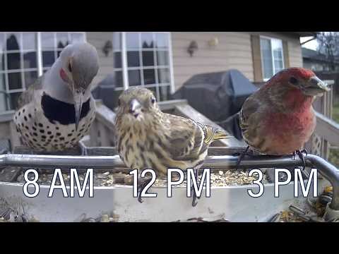 2/13/2026 Flathead Valley Bird Cam