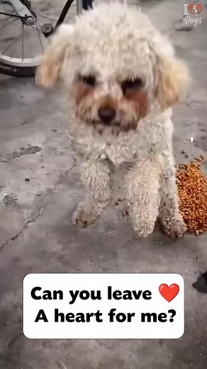 Poor little pup! 🥺 Can you leave a ❤️ to show this brave cutie some love? | Oh Lovely Dog