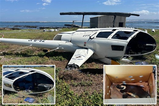 ‘Unsecured’ penguin blamed for helicopter crash on Bird Island, South Africa after it smashed into controls