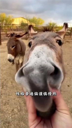 The Mischievous Donkey's Adventures - Animal Science Fun