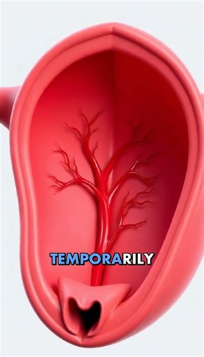 What Period Cramps Actually Look Like Inside the Body 😳 | 3D Animation #anatomy #education #shorts