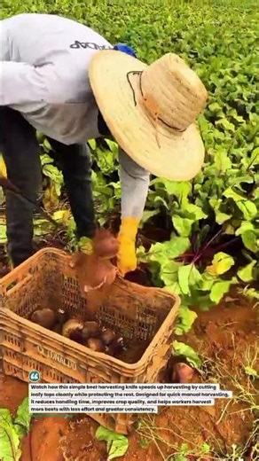 Harvest Beets Faster with This Simple Hand Tool! #BeetHarvest #Farming #AgriTech