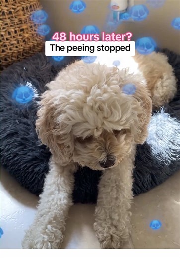 TherapetMD Diffusers: Halt Indoor Peeing Now!