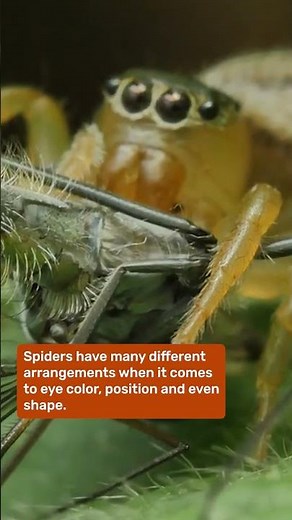 Watch a spider's eyes moving inside its head!