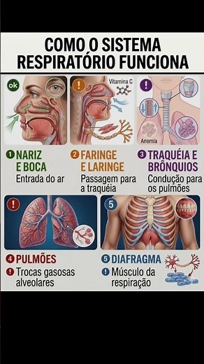 COMO O SISTEMAS RESPIRATÓRIO FUNCIONA.