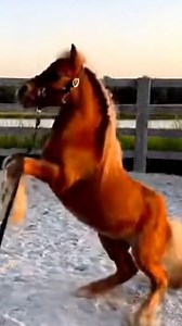 Structured control session recorded under neutral conditions to observe pacing consistency, alignment stability, and response behavior across a controlled movement cycle. | Cute Mini Pets