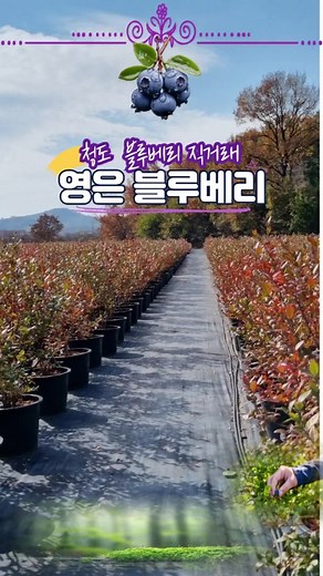 청도 블루베리 농장 방문과 팜투어