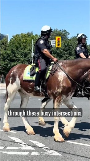 🐎 Toronto Mounted Police Patrol the Streets During the FIFA World Cup