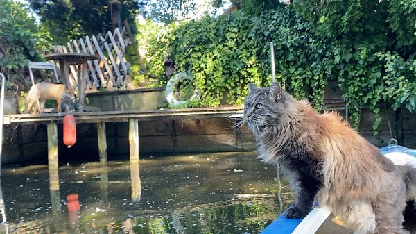 What to do when a fox is blocking the land? Some drops of water can be useful 😺 🛶 💦🦊 | Louiswildlife