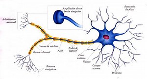 Estructura Neuronal