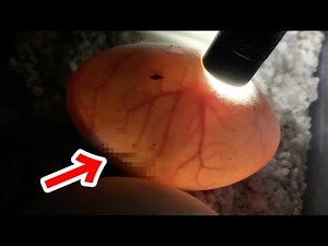 A world first! Miraculous footage captured! [Monitor lizard eggs incubated for six months]