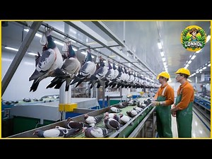 How American Farmers Are Raising and Processing Millions of Pigeons for Meat Production