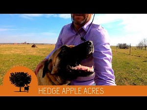 Setting Up a SportDog 100A In-Ground Fence for our LGDs.